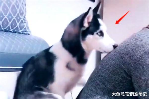哈士奇给主人做“狗式按摩”，正准备表扬它的时候，却原形毕露了