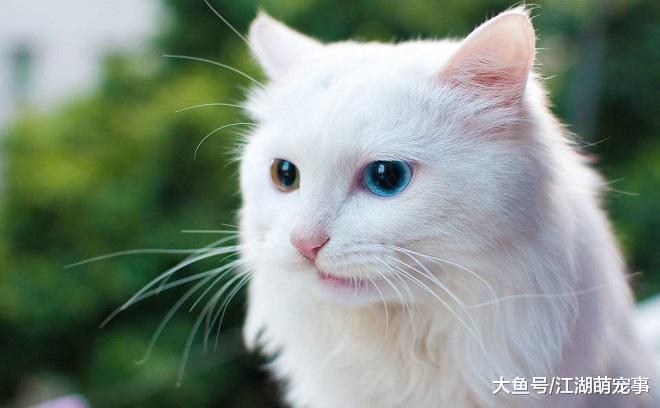 养猫很轻松？其实养猫也有很多的烦恼