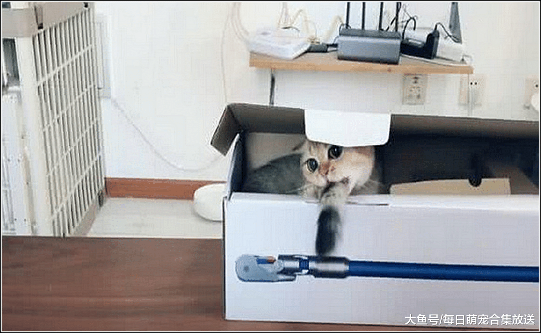 猫咪绝育后，女主发现它有点反常，偷偷一瞄瞬间陷入深深自责