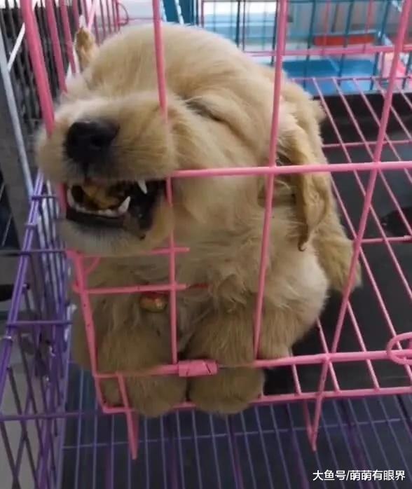 小金毛睡着了，主人硬要往它嘴里塞零食，接下来笑喷，狗：闭着眼睛也能吃完！