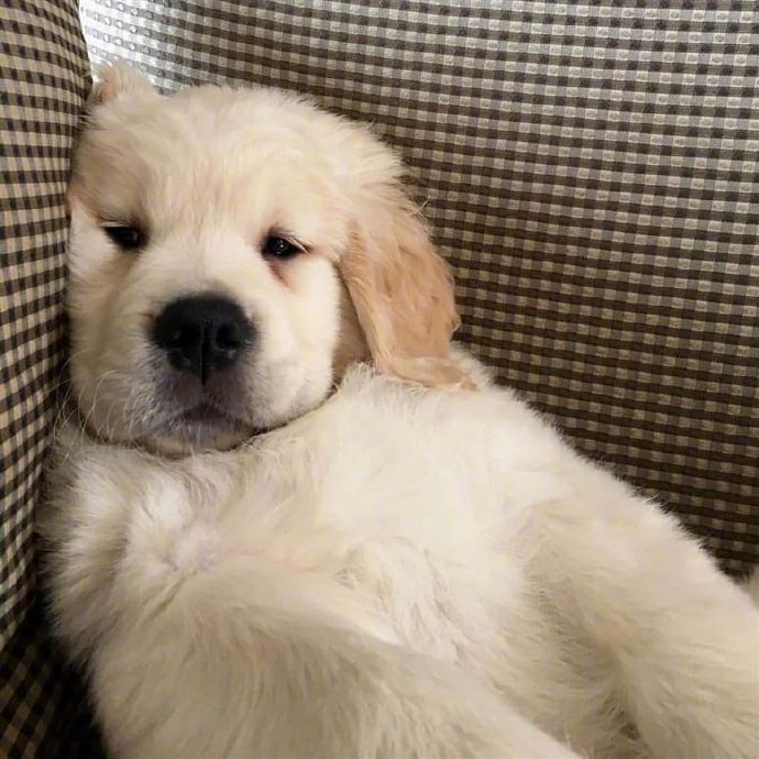 不想上学也不想上班，只想当一只有人伺候吃喝拉撒的狗子