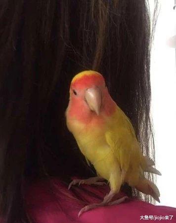 鹦鹉患喙羽症，从此无法飞翔……但是乐观的它丝毫没有在意