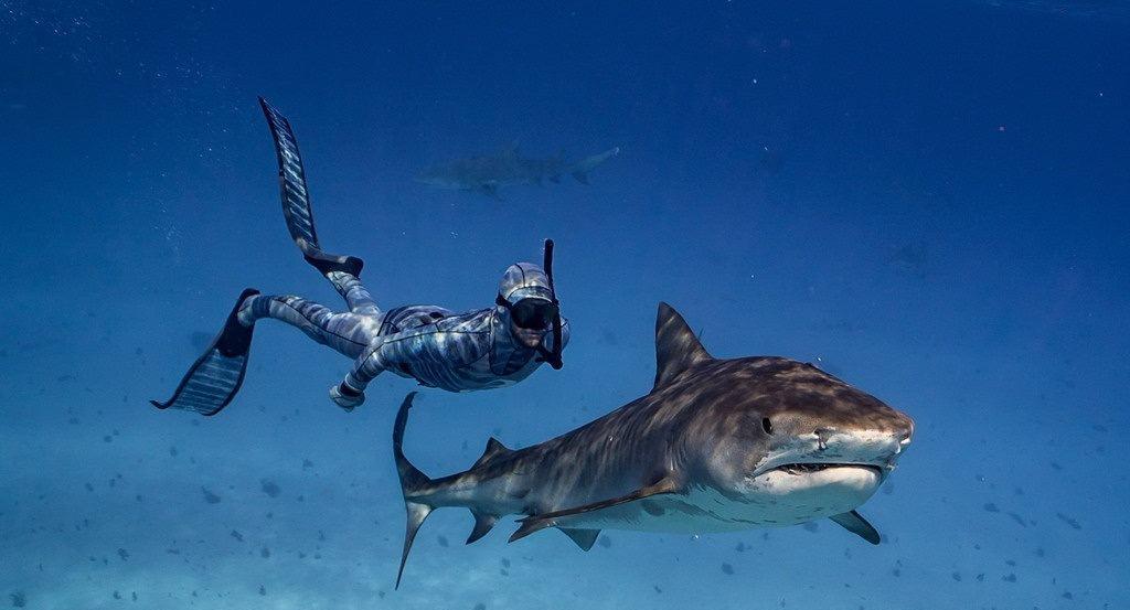 为什么鲨鱼不会攻击潜水员？难道是“不好吃”？其实原因很简单