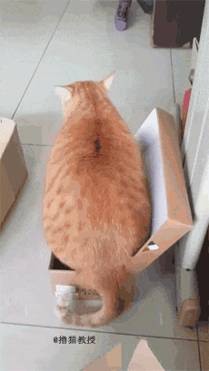 都说猫咪是水做的, 但有的喵显然是水泥做的
