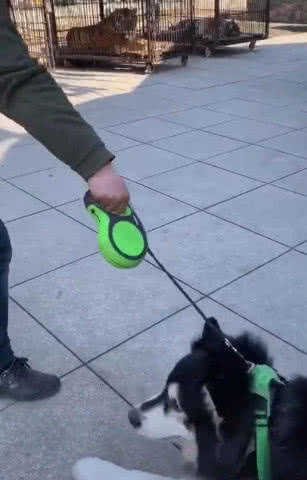 男子带阿拉斯加犬看老虎，狗子见了直接趴地上：爸爸，快带我回家