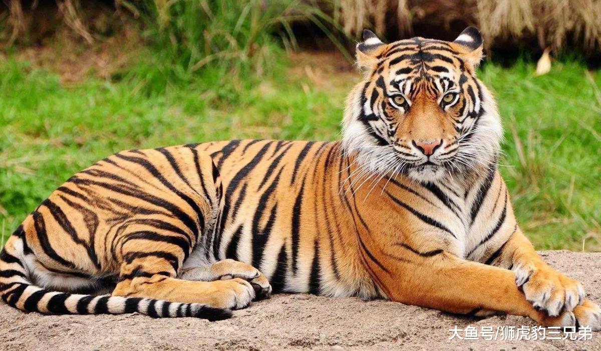 犬科動物里面，哪些亞種有實力與大型貓科動物相比？