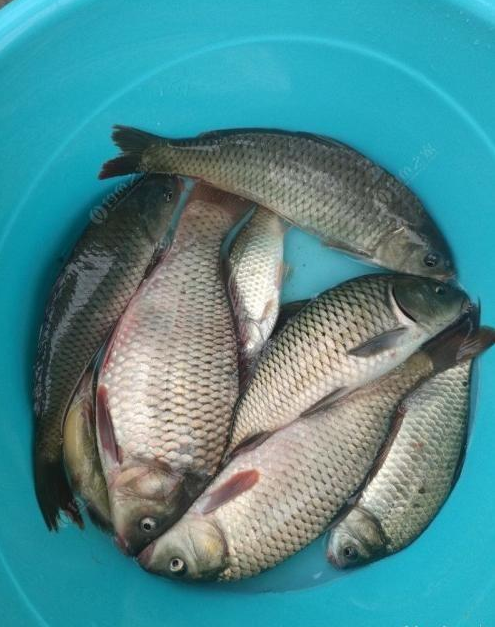 只敢滴2滴，太多能把整个鱼塘钓空，莫不信，新手用了也能天天爆护！根本停不下来