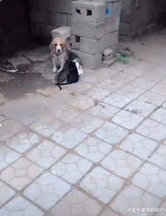 两只小猫刚出生就失去了妈妈，比格犬主动照顾它们到长大，好感动