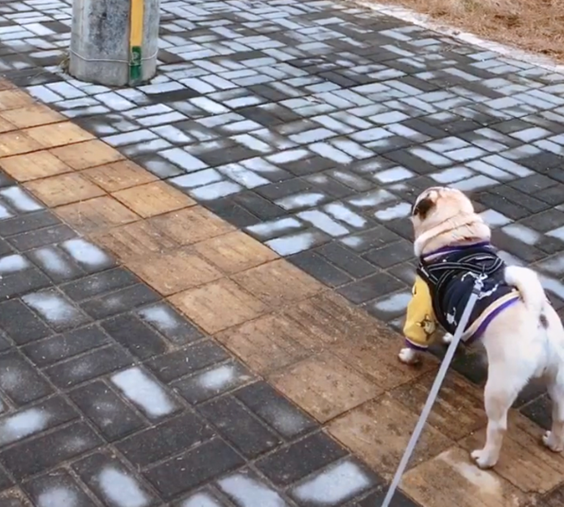 父母拉着小孩转圈，狗主也拉着狗转圈，狗：谁还不是个宝宝……
