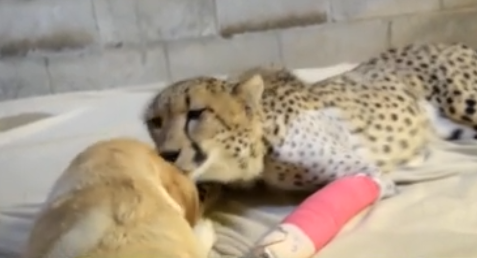 豹子跟狗成了好朋友，整日腻歪在一起，狗：它不就是一只大猫咪嘛