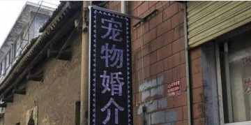 不要房，不要車，沒有彩禮，這樣的寵物相親可靠嗎？