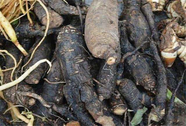 农村叫“钻地老鼠”的植物作用很大却被人们忽视！