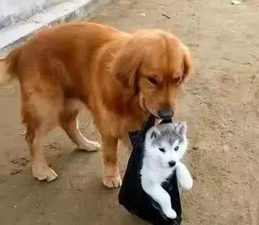 大金毛叼起小二哈就往垃圾场走要把它扔掉，背后原因是…