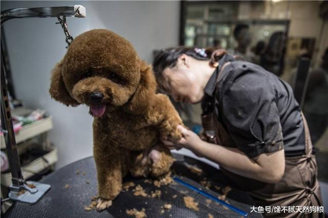 泰迪犬為什么會害怕去寵物店，你還不知道這5個原因嗎？