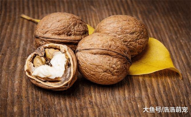 想让泰迪活得更长久, 就不要给它吃下面6种食物, 不然会害了它