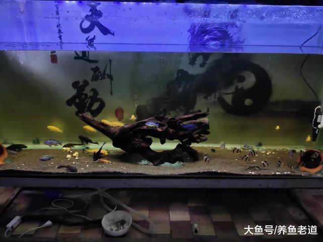 既想饲养观赏鱼比较省心，又想观赏鱼长期不出问题，注意一条即可