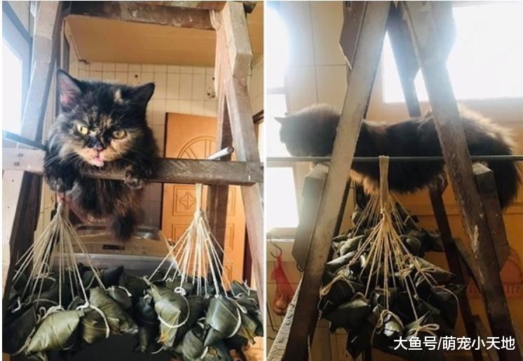 萌猫以超人飞的姿势横挂梯子上，守护肉粽不愿下来让主人笑翻