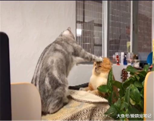两只英短猫打架，结果大橘被“按头杀”制服，喵：我被封印住了