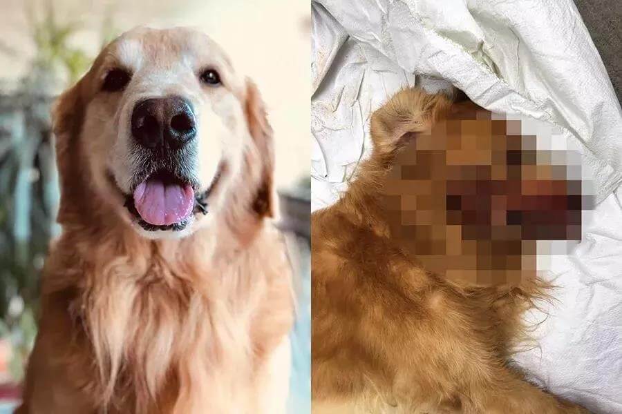 每一条不栓绳的狗后面都可能藏着一个无视社会规则的野蛮人