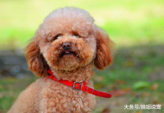 泰迪“人性化”的4中表现，学人走路，上床睡觉，吃饭还要喂