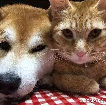 一起长大的狗狗失明了, 小护士上线: 以后我就是你的眼睛