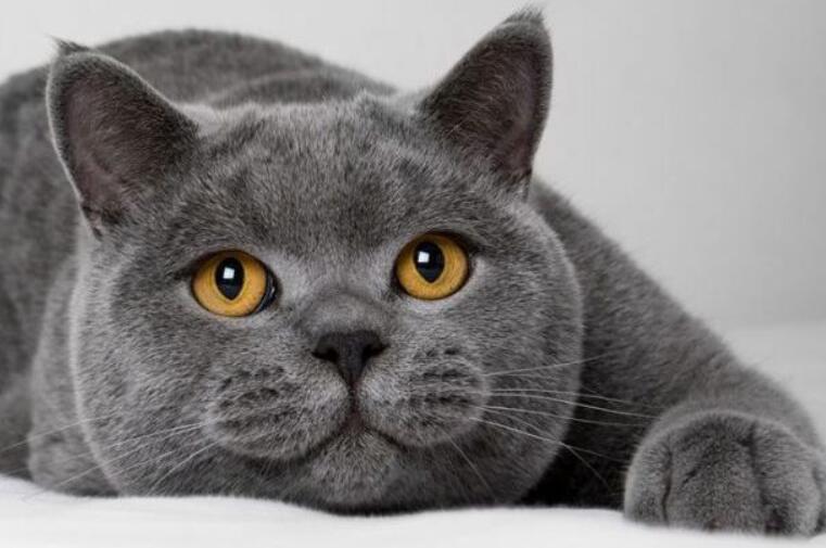 猫咪一共需要打多少疫苗呢，分别都是什么，注射时间及年龄都在这