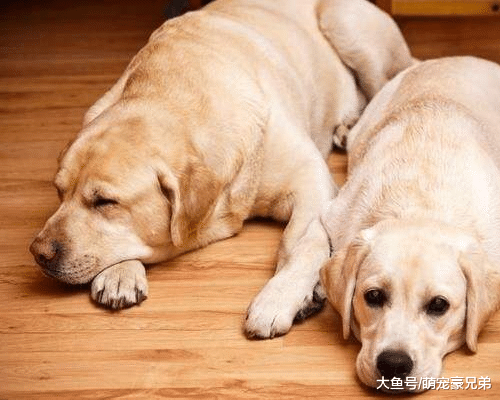 和狗狗玩游戏吃饭，却一直被主人欺骗，狗：给你个眼神，自己体会
