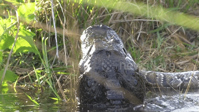 陆地上最凶残的冷血动物：短吻鳄对决缅甸巨蟒，输家沦为大餐！