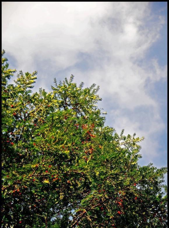 江西这十大“寿星”出炉，铅山的“银杏树王”与孔夫子同时代