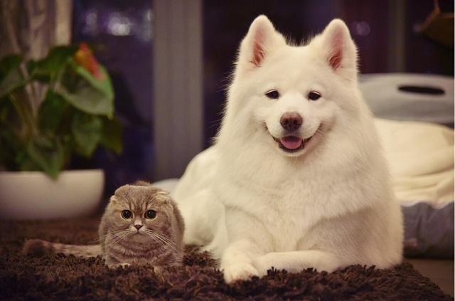 狗狗准备离世前，会有这5个信号，它在和你说再见