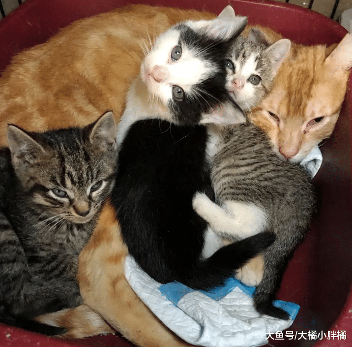 流浪猫收养了3只小猫，被救后一直对人冷漠，小猫帮它打开心结