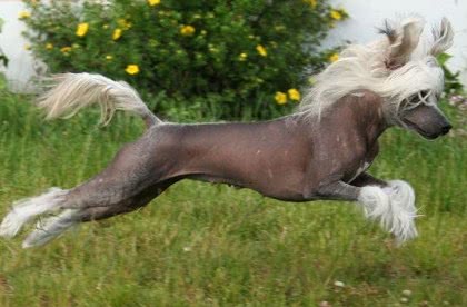 国产的5种名犬，第2种喜欢作恶作剧，养第5种的人说明家里有矿