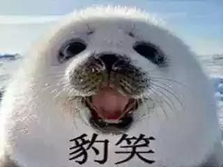 乐施昆虫粮卖蛋白18%的猫粮，以及他12个关于低蛋白猫狗粮的谎言
