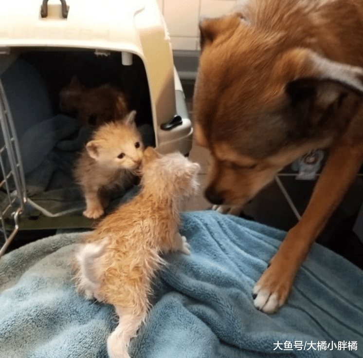 3只小猫被大雨所困，狗狗带着主人去救助，还成功把小猫们哄回家