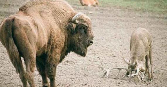 一只有着蜜獾精神的小鹿, 单枪匹马挑战雄壮的野牛, 结果惨不忍睹