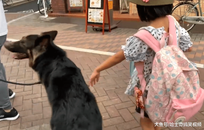开学第一天，德牧就去学校接小主人，有它在很有安全感啊