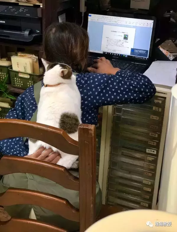 网友说自家猫被妈妈宠坏了, 一点喵样都没有!