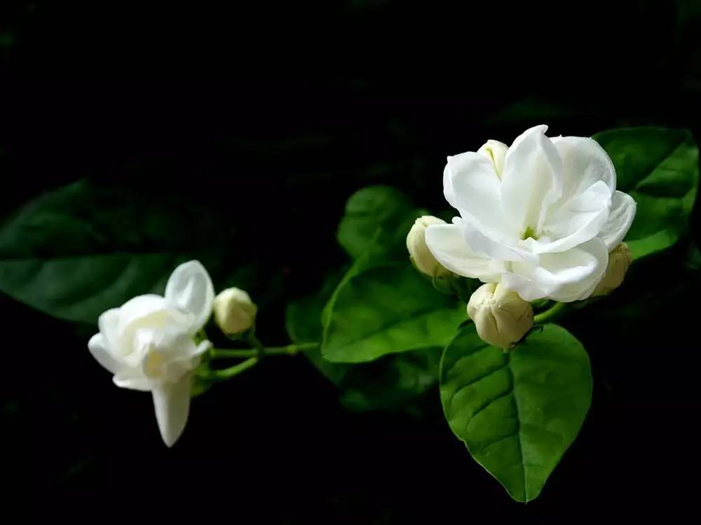 茉莉花开花爆盆和枝条的关系有什么，这里知道来看看吧