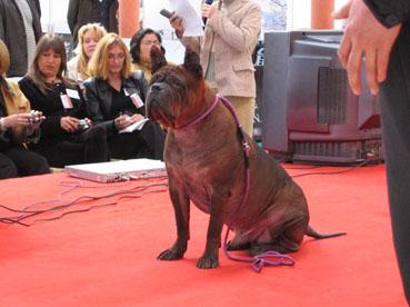 杂交狗就是中华田园犬吗？恐怕是我们搞错了