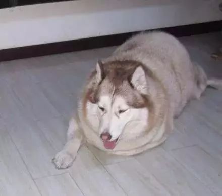 还在纵容它吃？！有些爷爷奶奶养大的狗真的不是“幸福肥”！