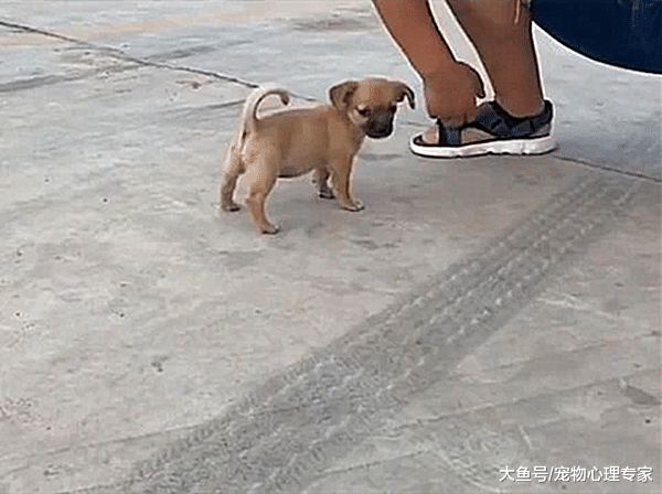 男子养了只土狗，半年后朋友去看时却乐了，亲爹之谜解开了