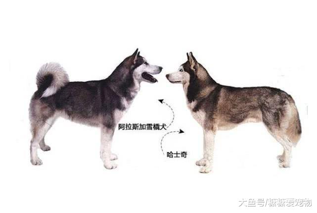 哈士奇和阿拉斯加傻傻分不清楚？阿拉斯加: “我真的一點也不二”
