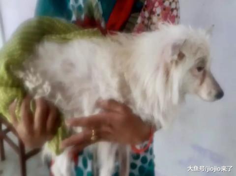 变态至极！3名印度男子用鸡蛋诱拐4岁母狗，随后将其性侵……