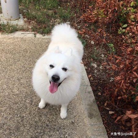 16岁爱犬被动物医院坑惨，庸医只知坑钱，5、6年未愈不幸病逝