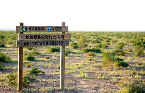 3年时间，阿里“自掏腰包”打造的蚂蚁森林，现在变成什么样了？