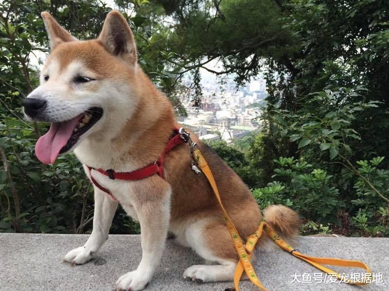 从繁殖场死里逃生的柴犬，患上老年痴呆，主人不离不弃陪伴左右