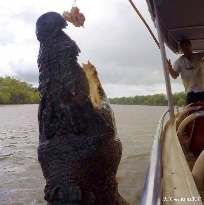 慎点！让人毛骨悚然的澳大利亚，这里可不止有袋鼠噢……