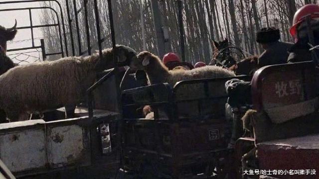 兩只羊在車上吻別，這一吻別，真的就是一輩子再也見不到了