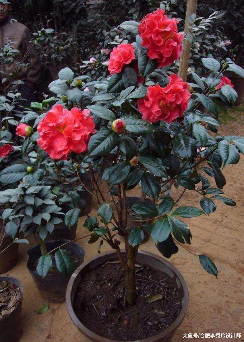 花盆里隨便插幾根鐵銹釘，花骨朵瘋長掛枝頭！隔壁鄰居都紛紛來取經