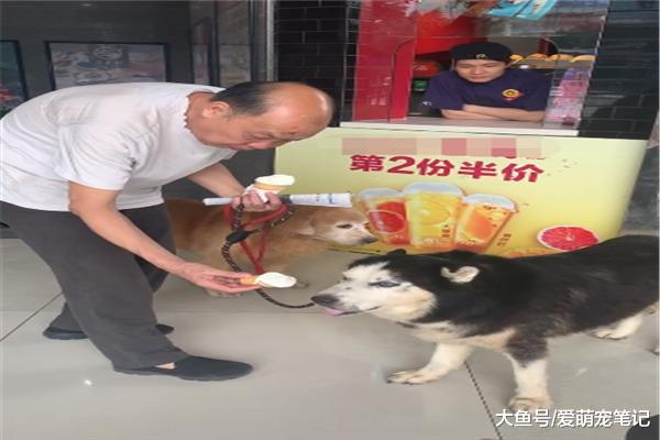 大爷给狗狗买两个甜筒，旁边店员投来羡慕的眼光，感觉活得不如狗